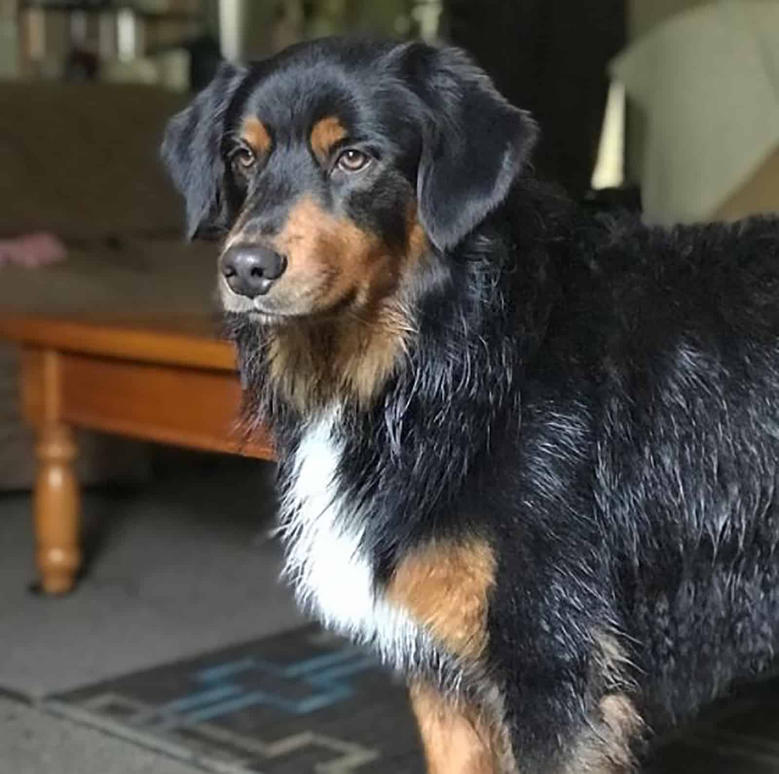 perro mezcla de pastor australiano y rottweiler bloqueado de pie en interiores y posando