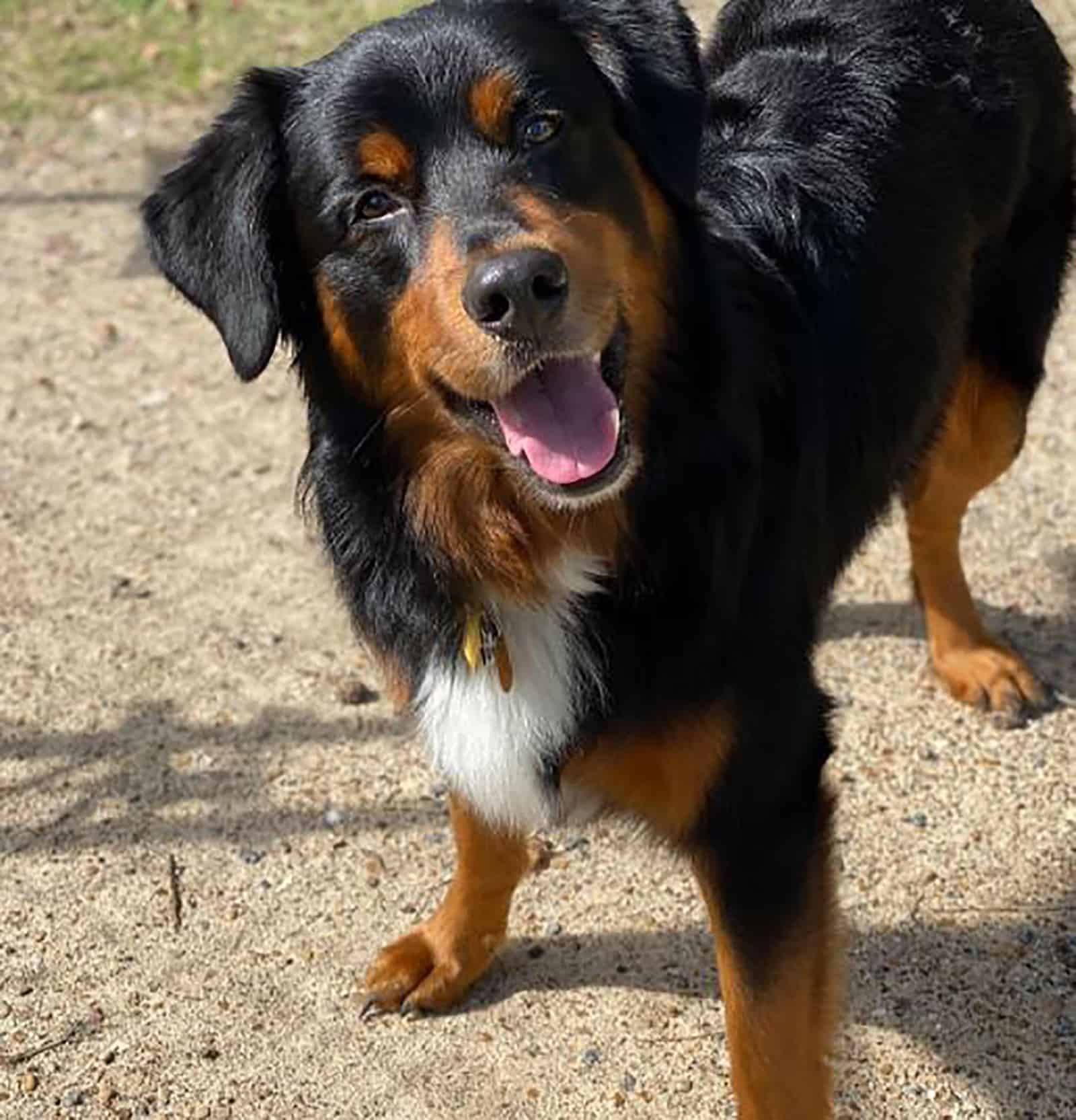 perro mezcla de pastor australiano y rottweiler de pie al aire libre