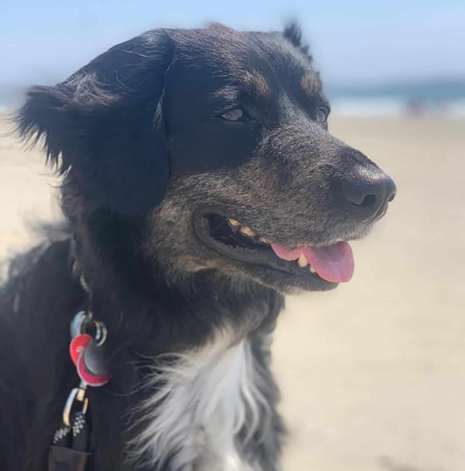 mezcla de pastor australiano y rottweiler en la playa