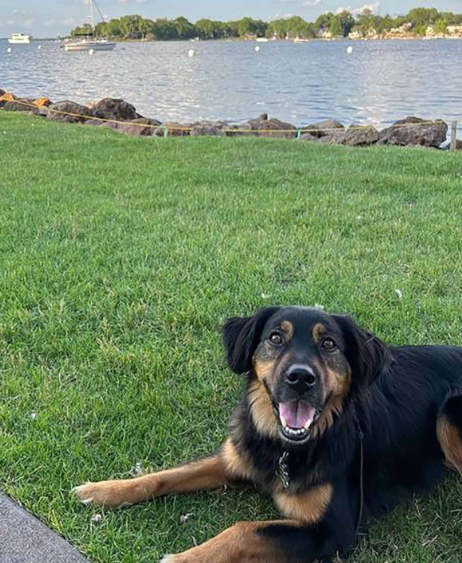 pastor australiano rottweiler sentado en el césped junto a un lago