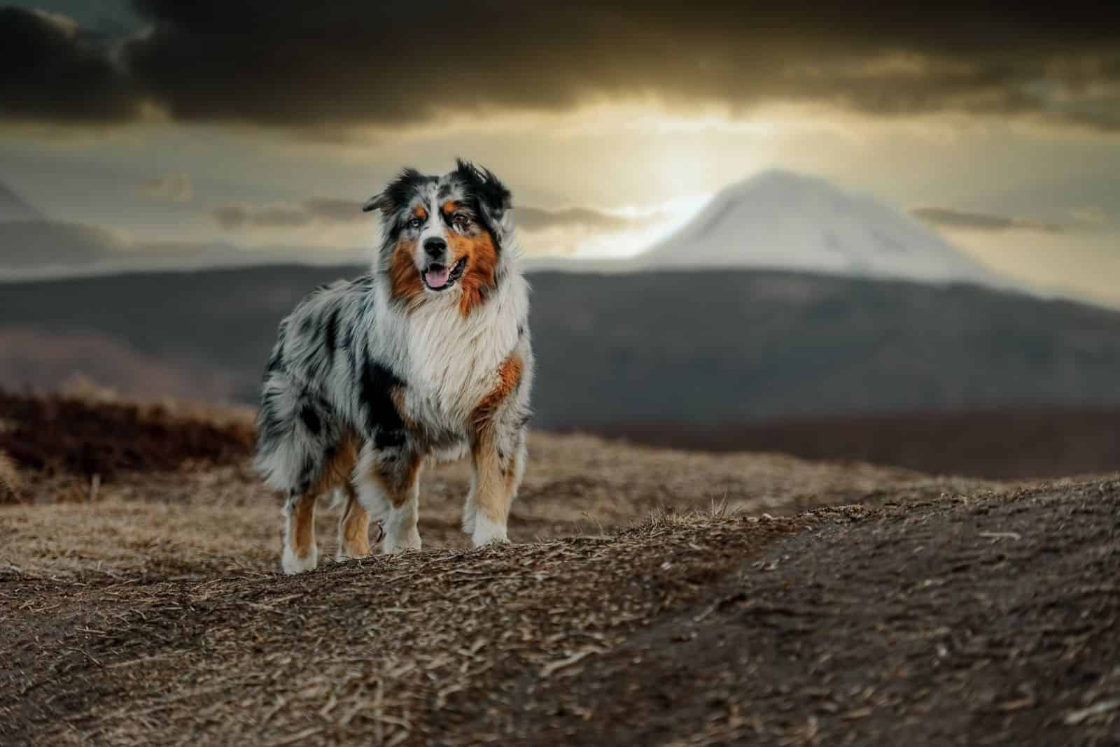 perro pastor australiano en el fondo del atardecer en otoño