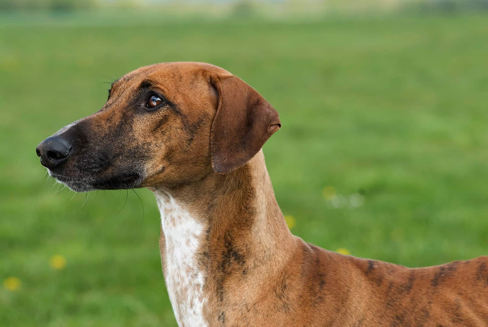 perro azawakh en la naturaleza
