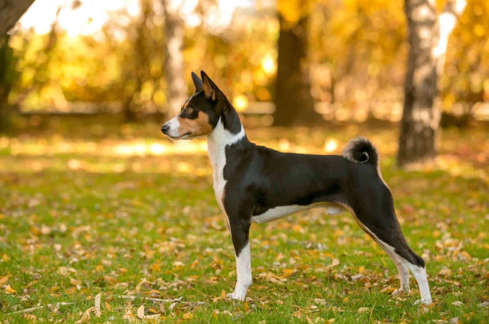 perro basenji en el parque