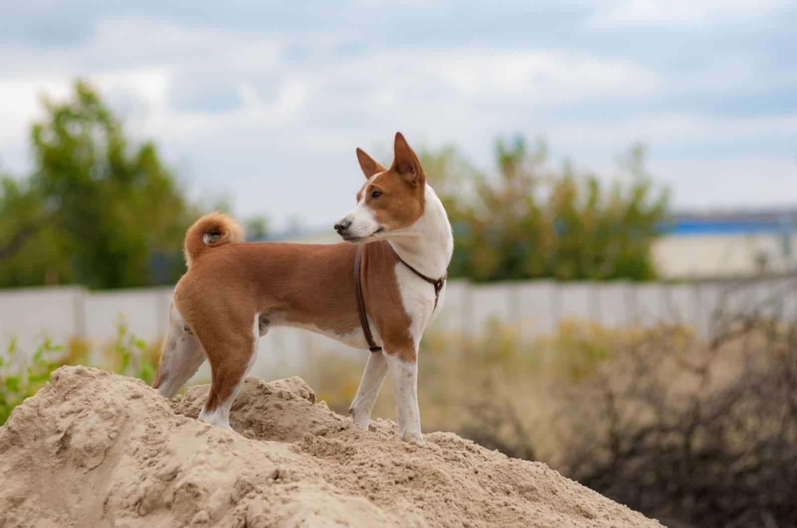 perro basenji parado en la colina de arena en la naturaleza