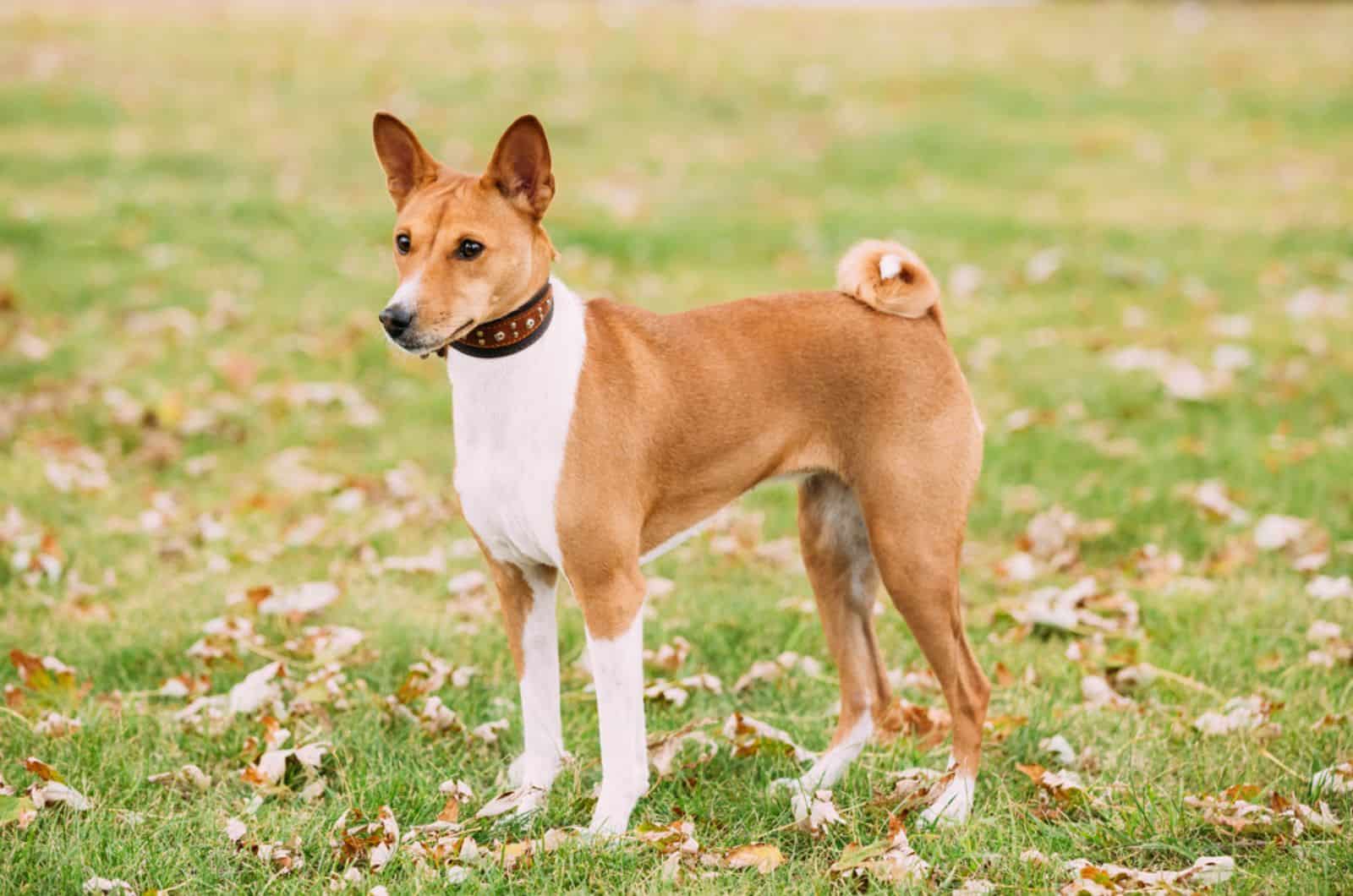 perro basenji parado en el parque