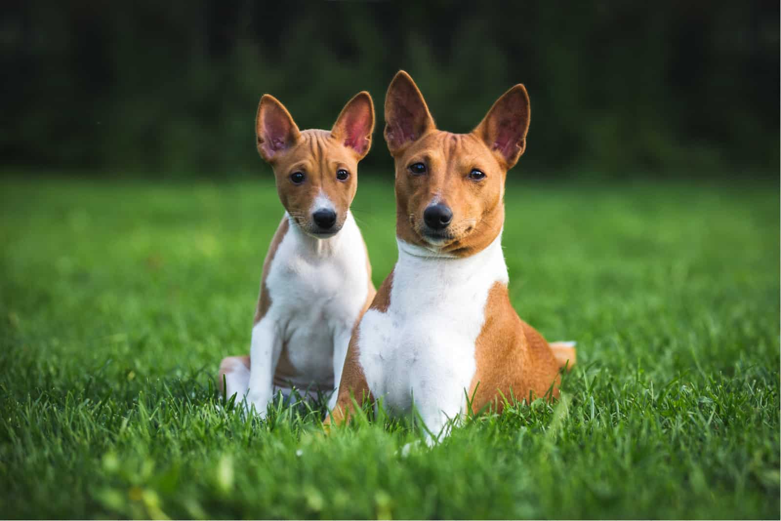 madre y cachorro basenji