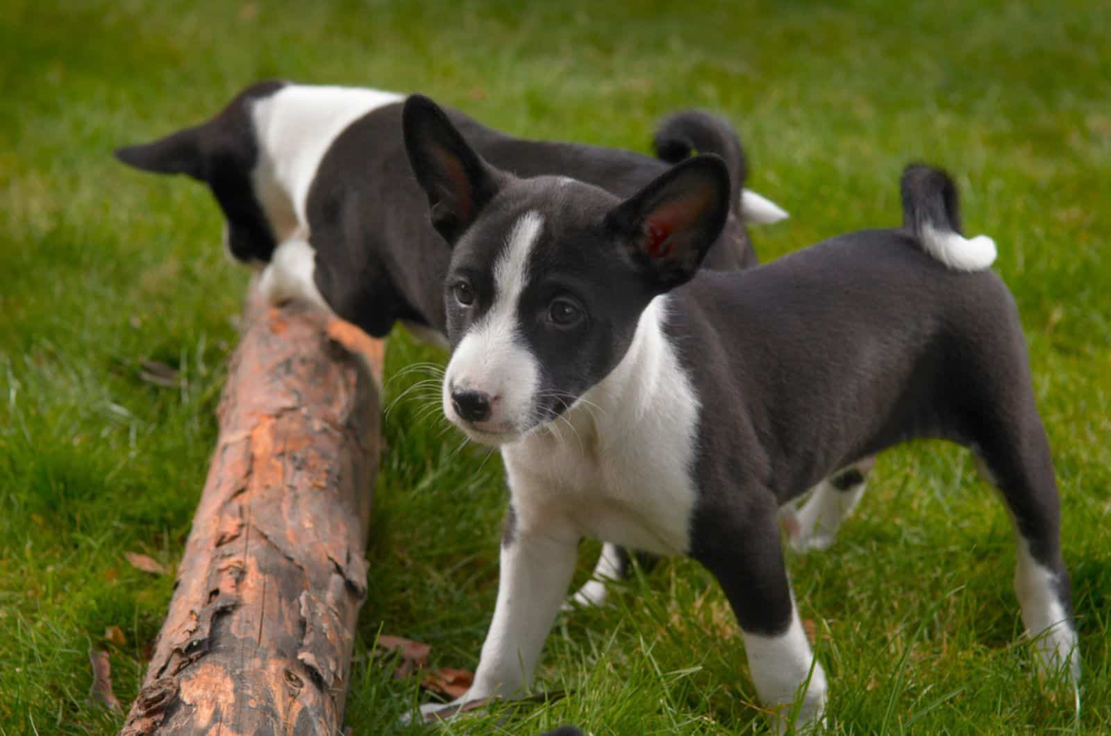 cachorros basenji jugando al aire libre