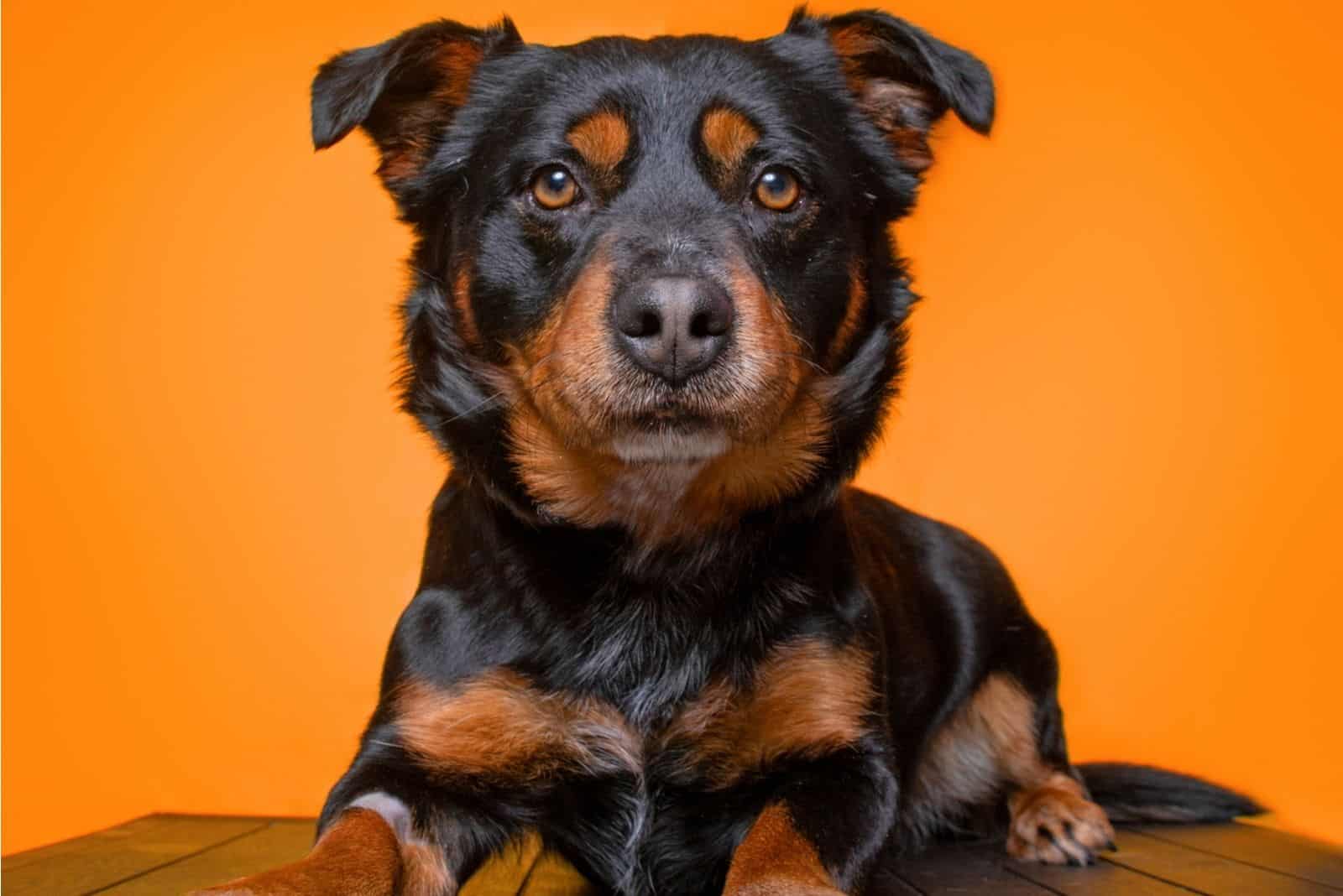 Perro mezcla de basset hound y corgi en fondo naranja