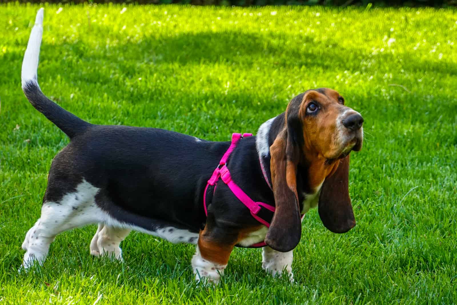 basset hound con arnés