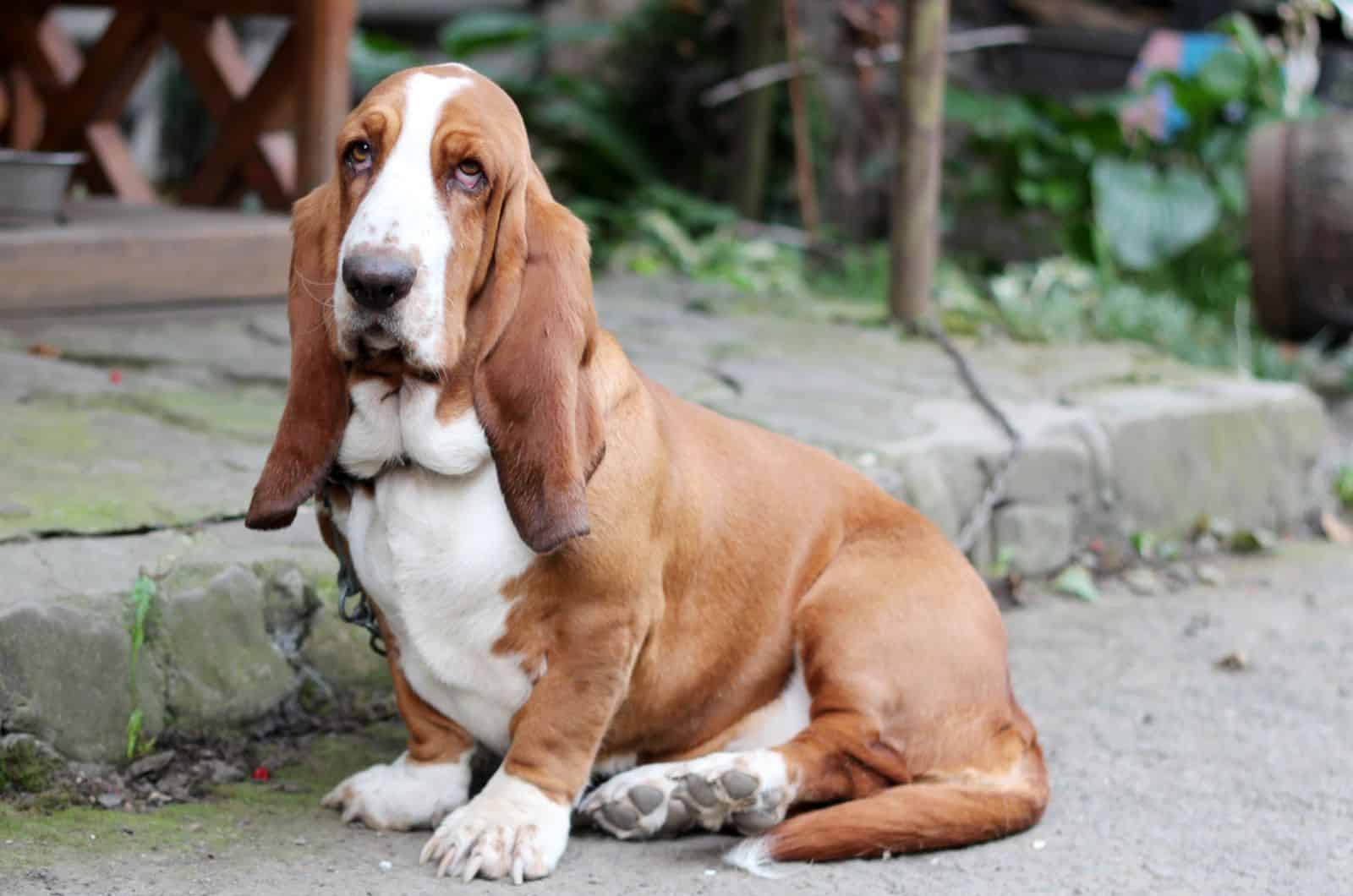 basset hound sentado al aire libre
