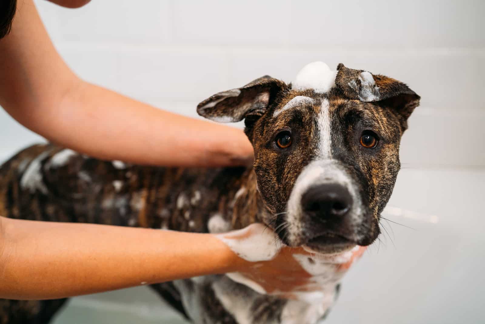 bañando hermoso perro pitbull