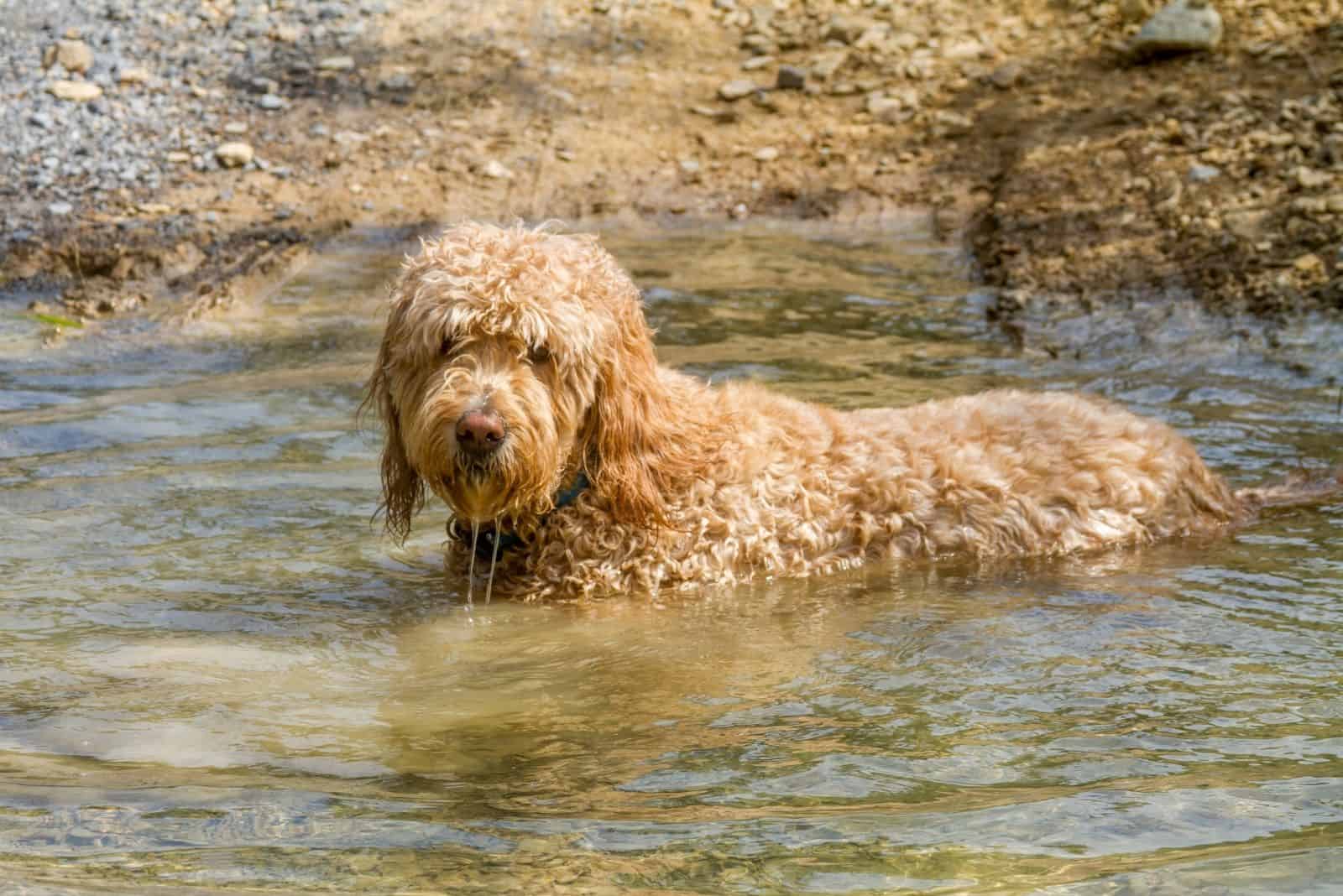 bañando a un perro goldendoodle adulto en un cuerpo de agua al aire libre