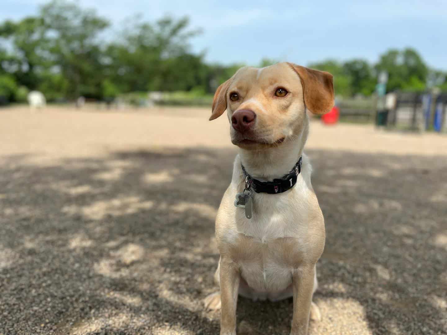 Cachorro de Beagador sentado al aire libre
