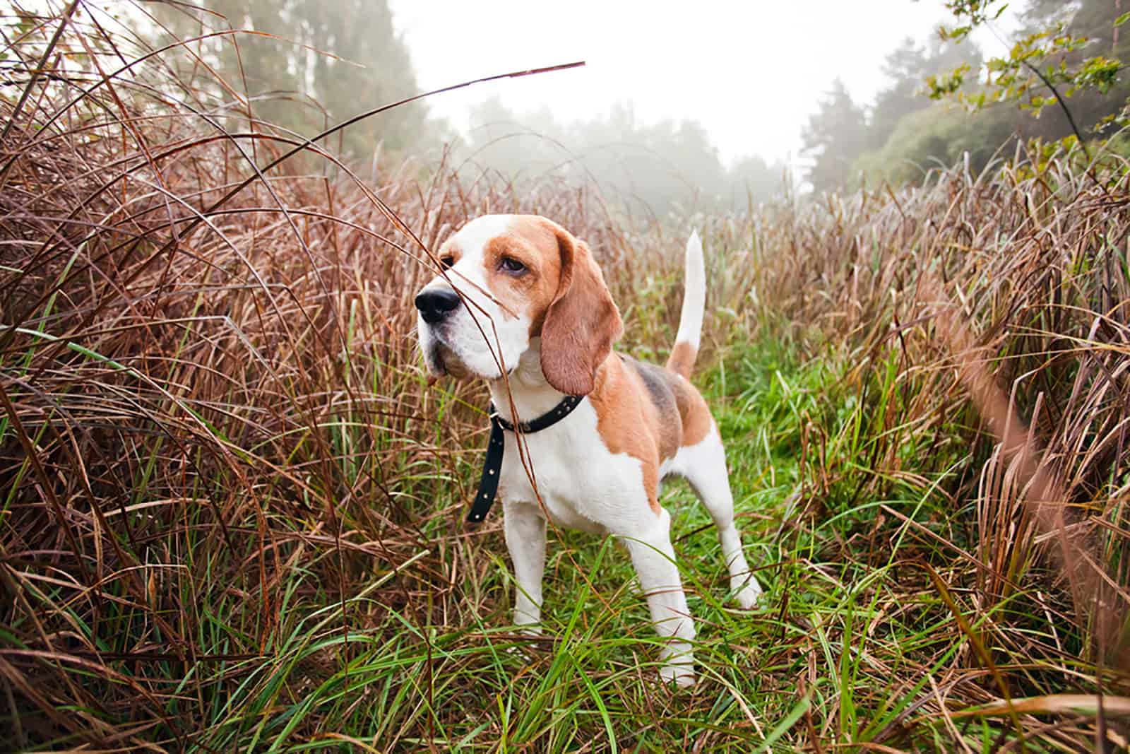 beagle en la niebla de la mañana en el bosque