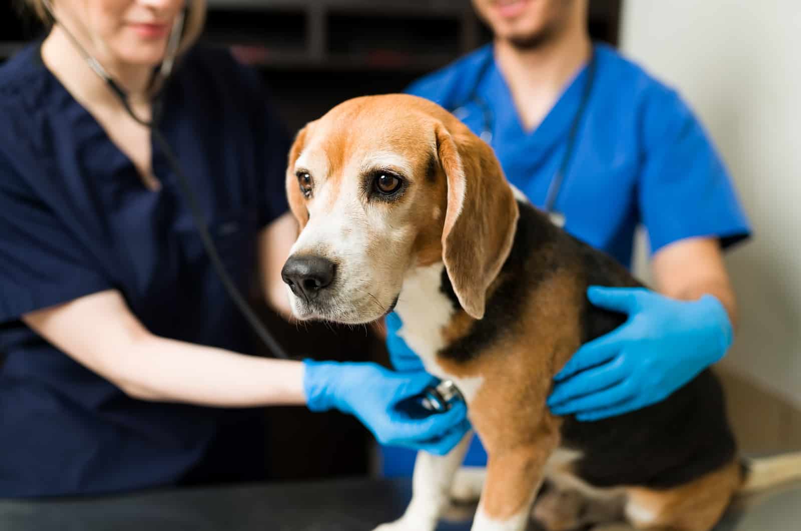 beagle en el veterinario
