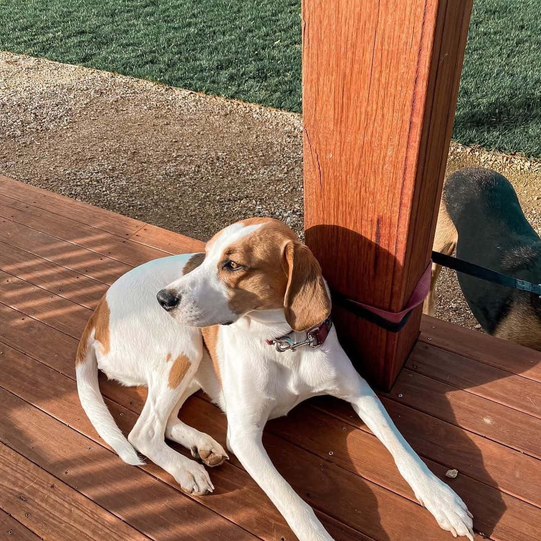Beagle mezclado con Bloodhound