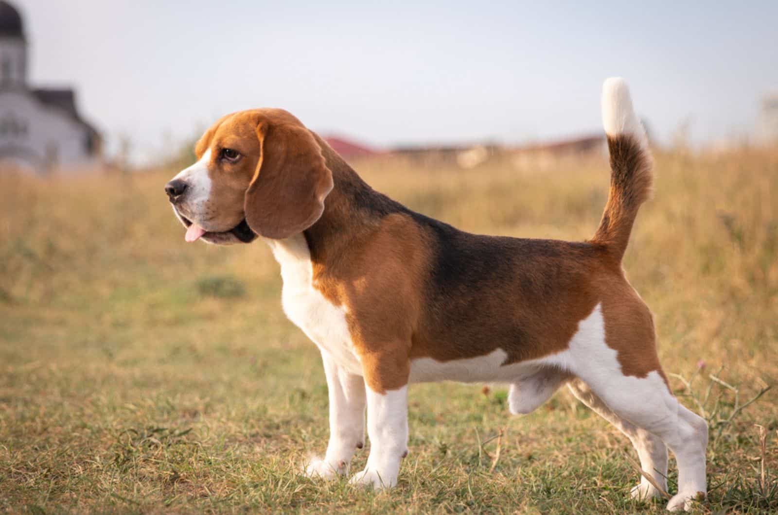 perro beagle en la naturaleza