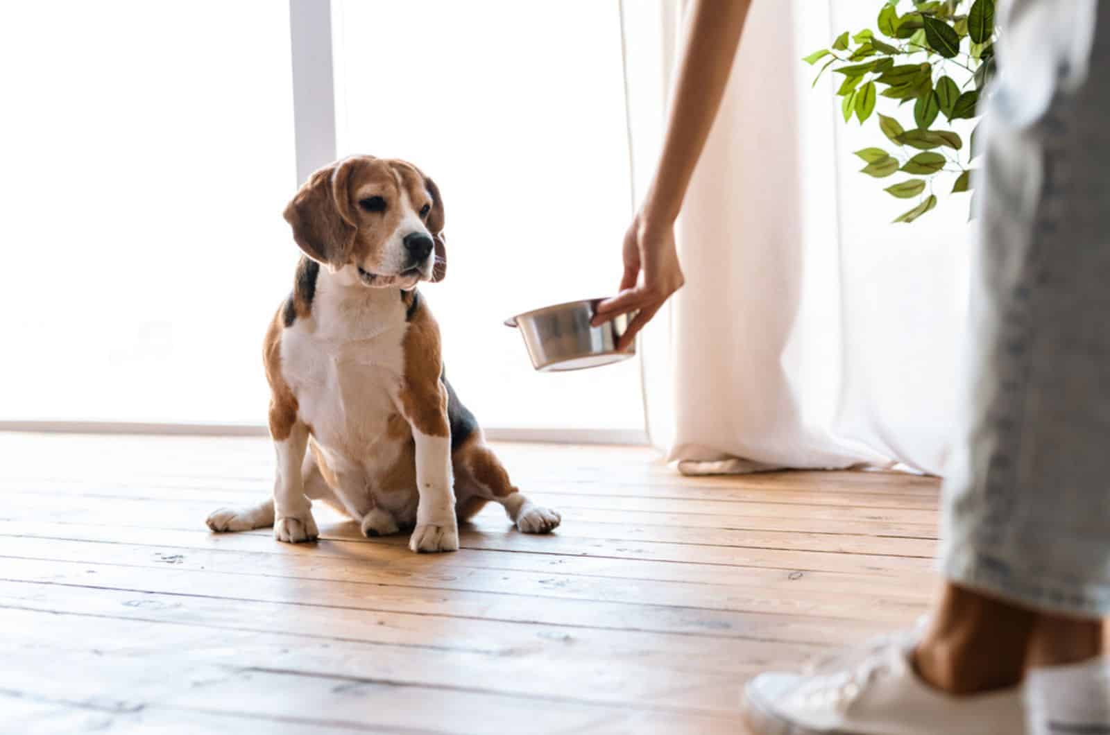 Perro beagle mirando un cuenco con comida