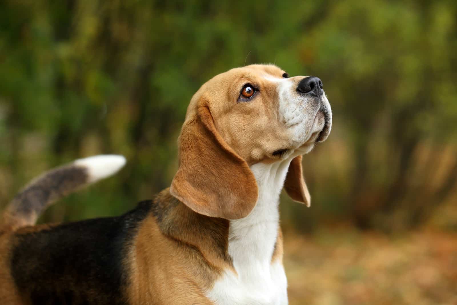 perro beagle lindo en la naturaleza