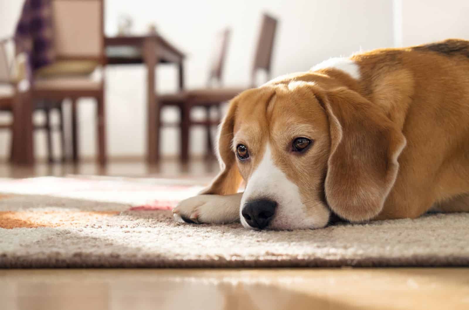 Perro beagle acostado en la alfombra y luciendo triste