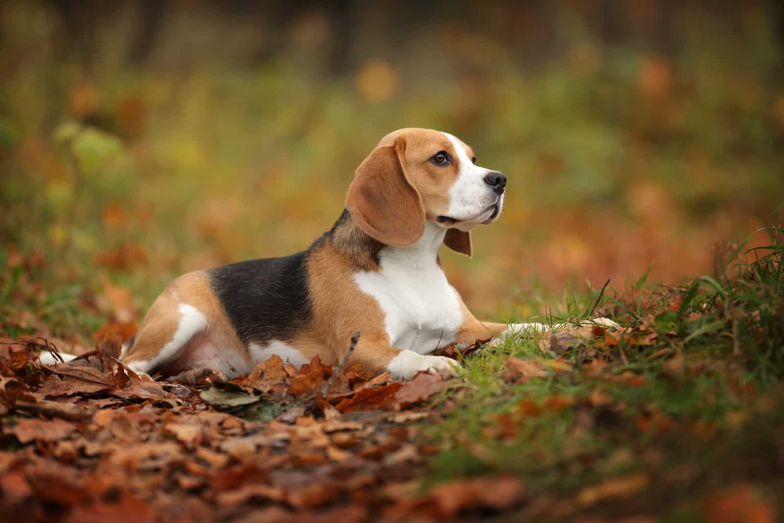 perro beagle acostado al aire libre en hojas