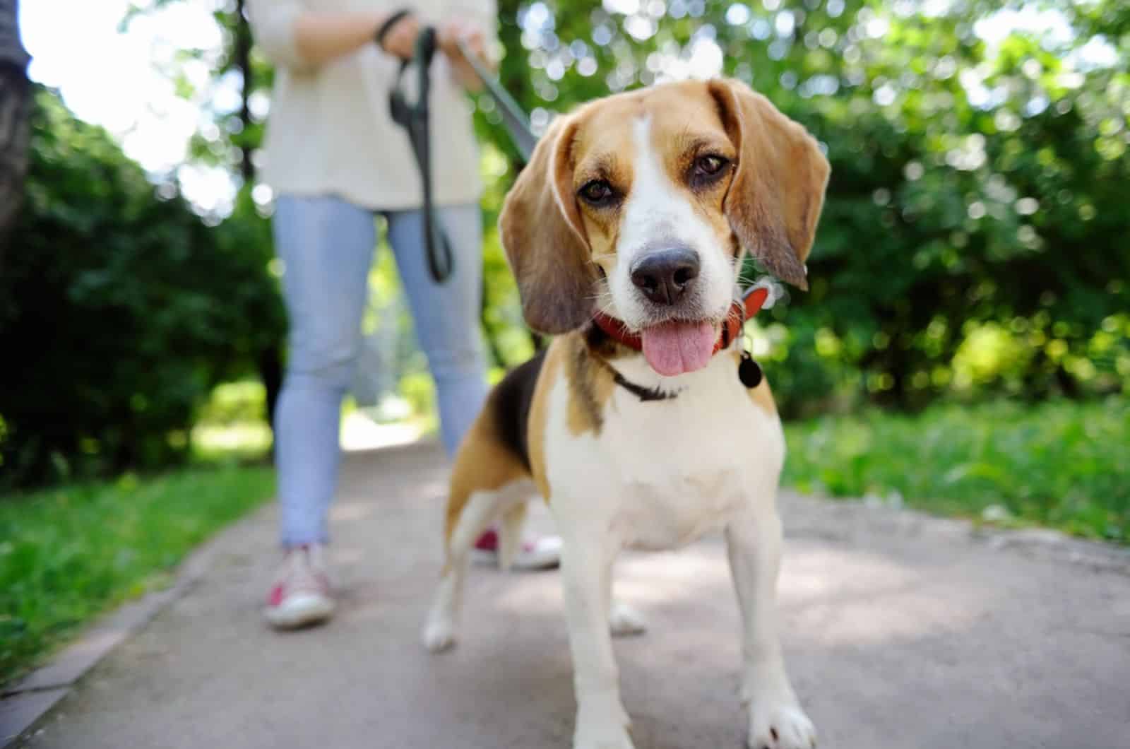 perro beagle con una correa caminando con su dueño