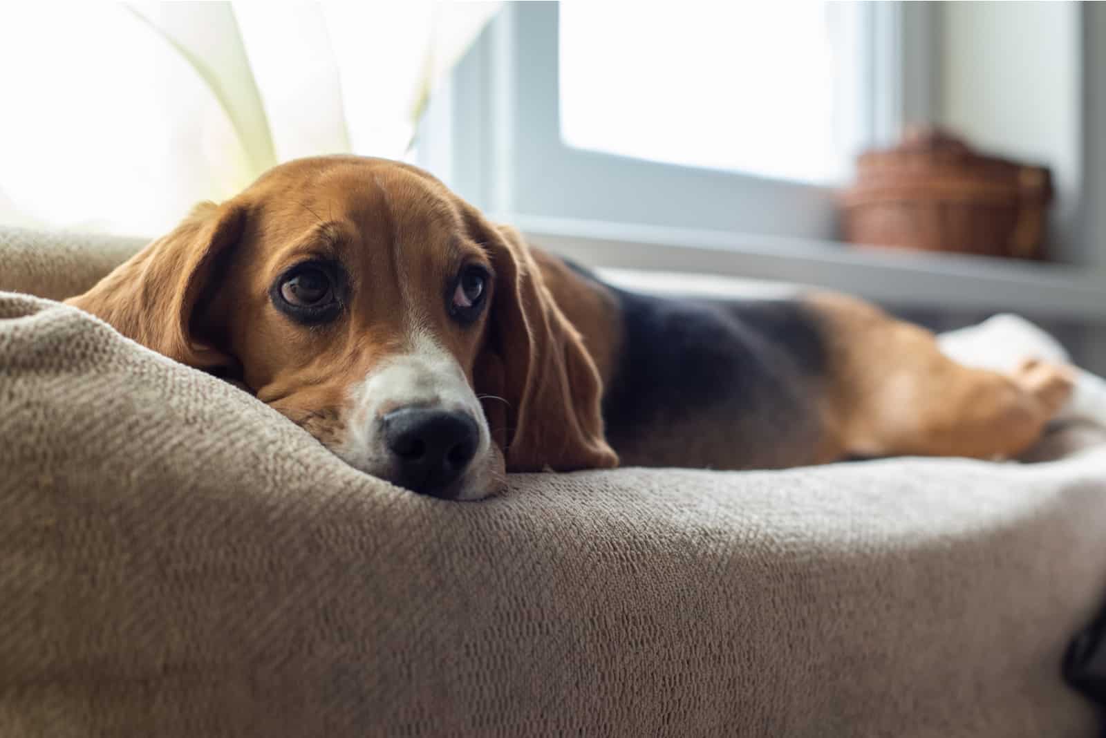perro beagle en el sofá