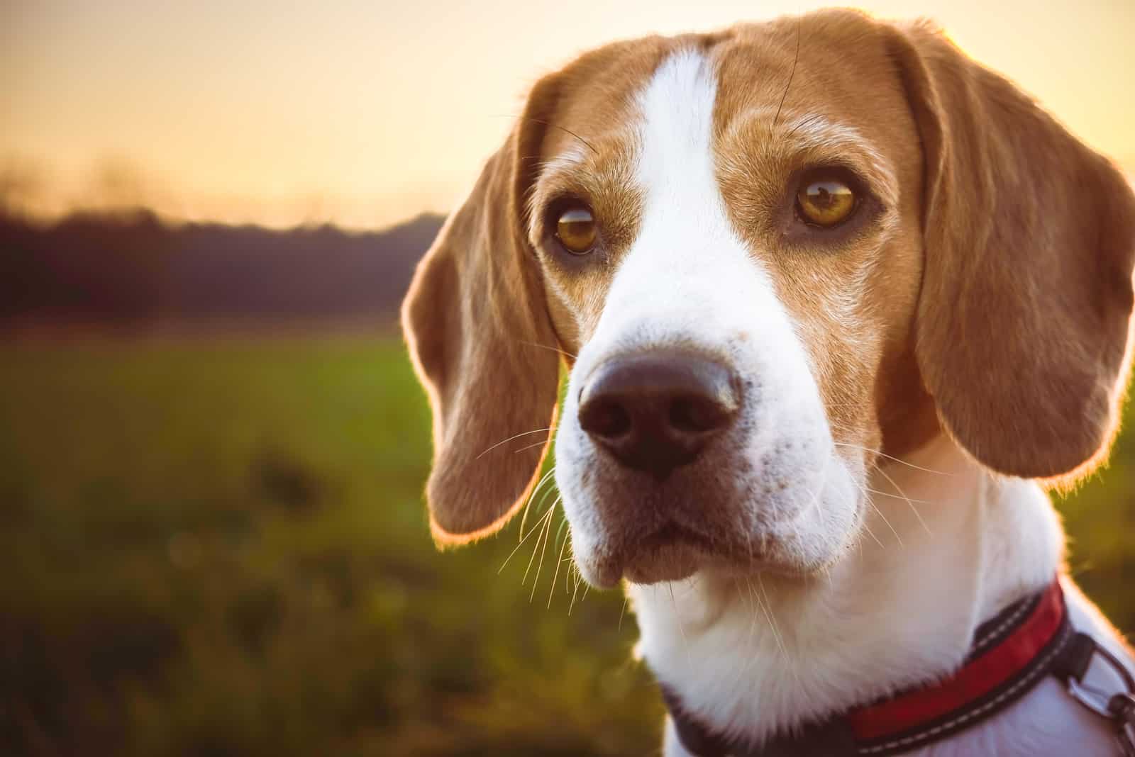 perro beagle al aire libre al atardecer
