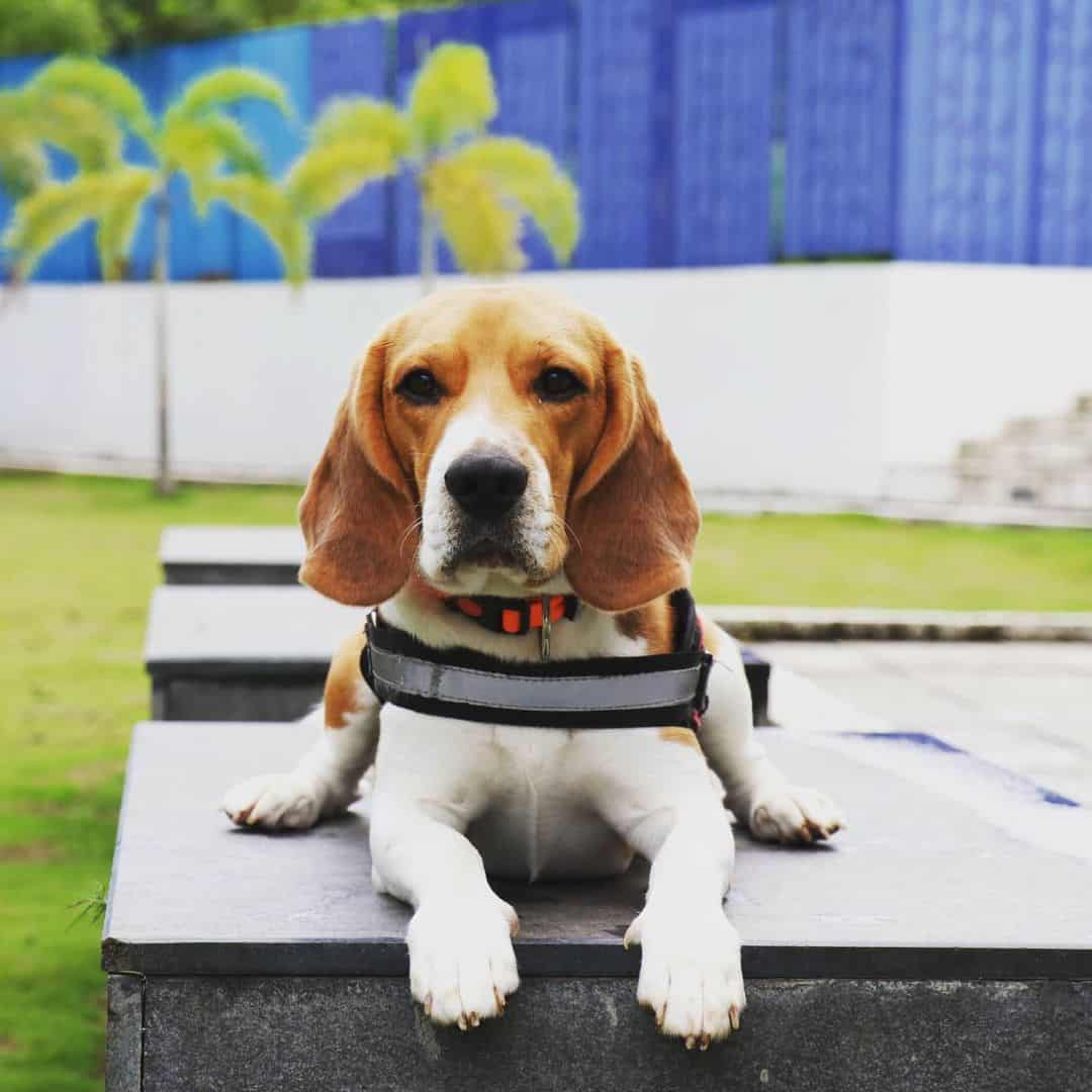 hermoso perro beagle al aire libre