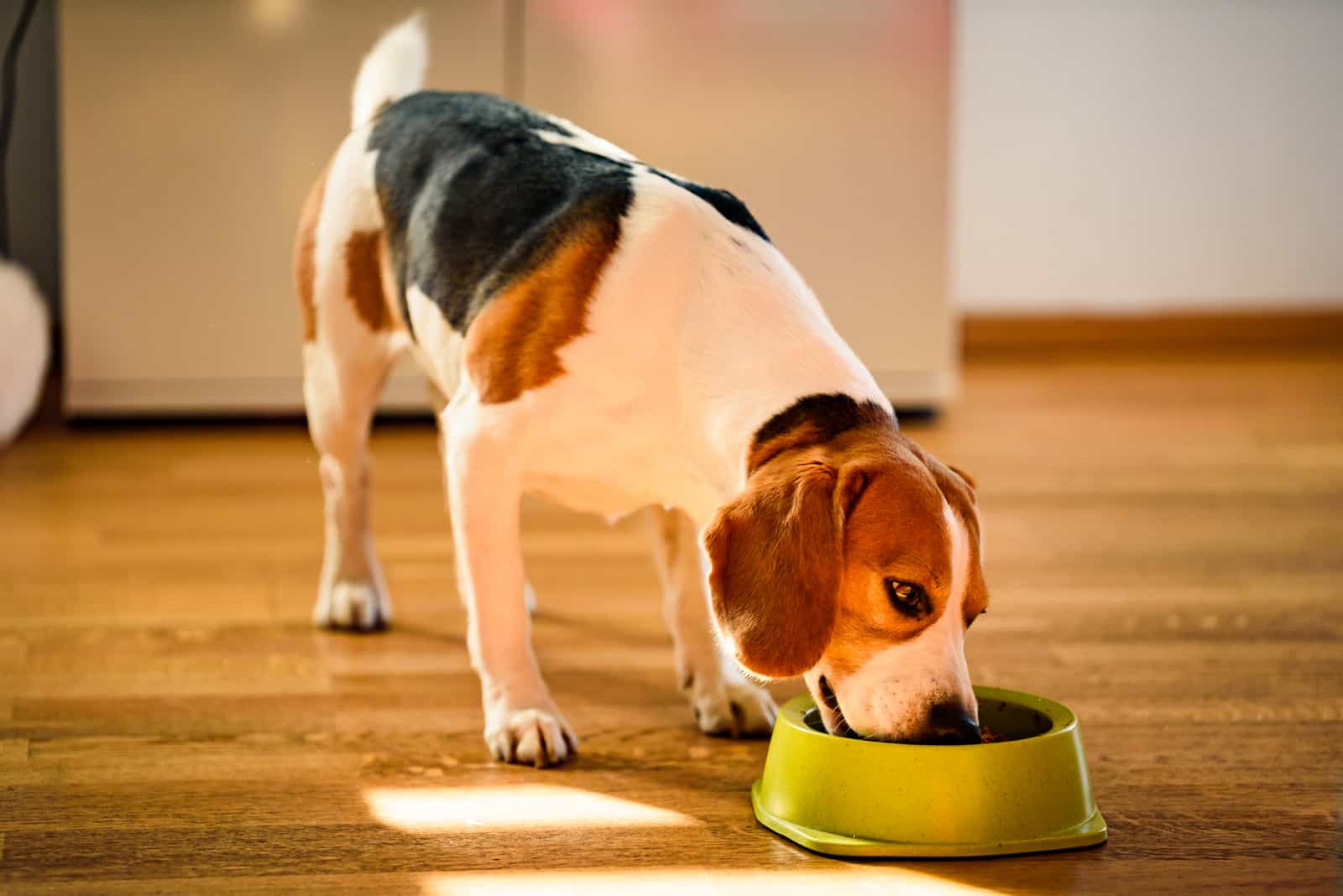 beagle come de un cuenco verde