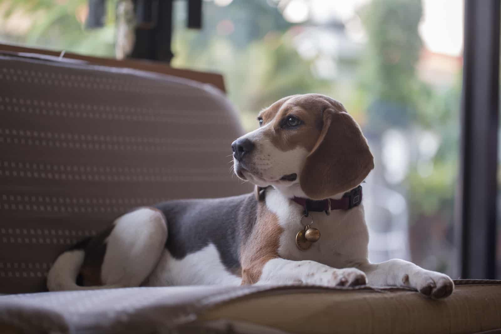 beagle acostado en el sofá