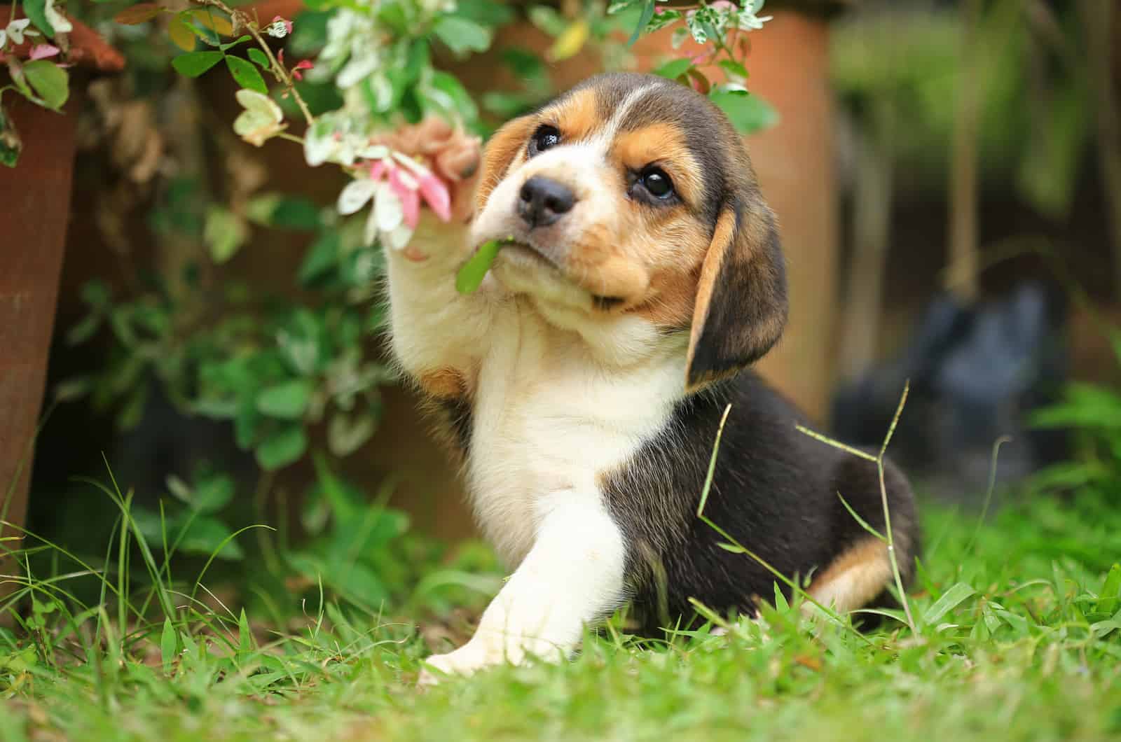 El cachorro de beagle juega en el jardín