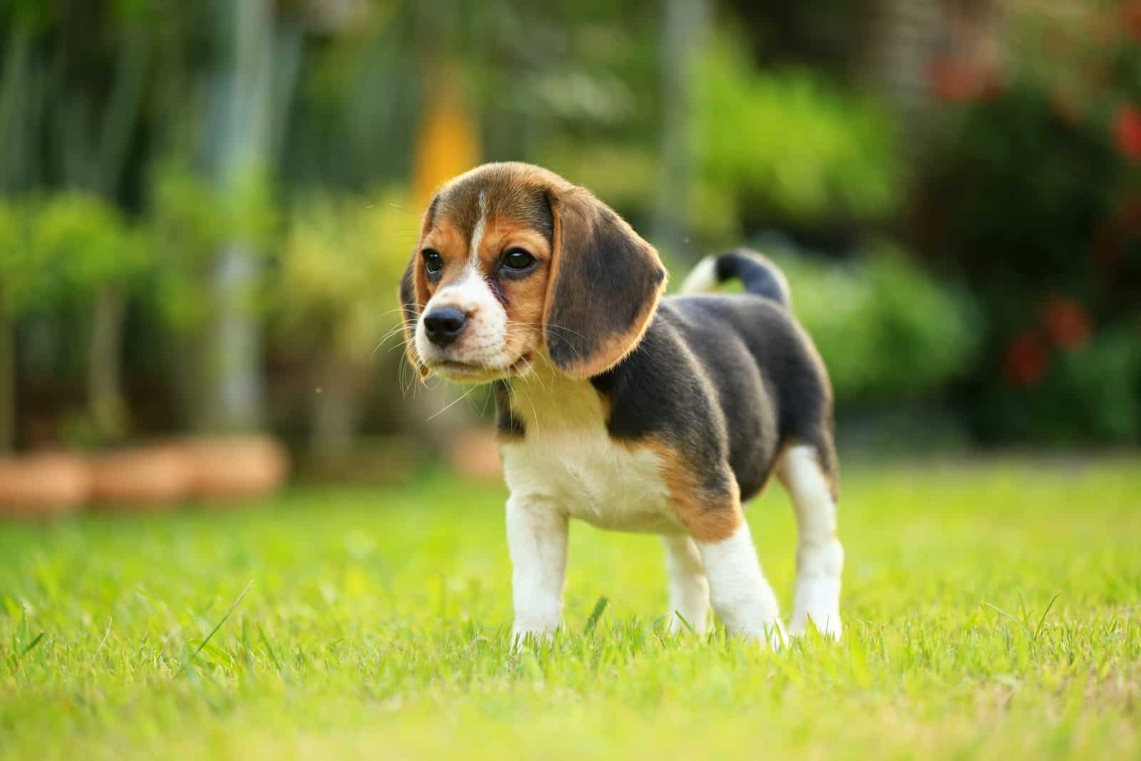 adorable cachorro de beagle caminando sobre césped