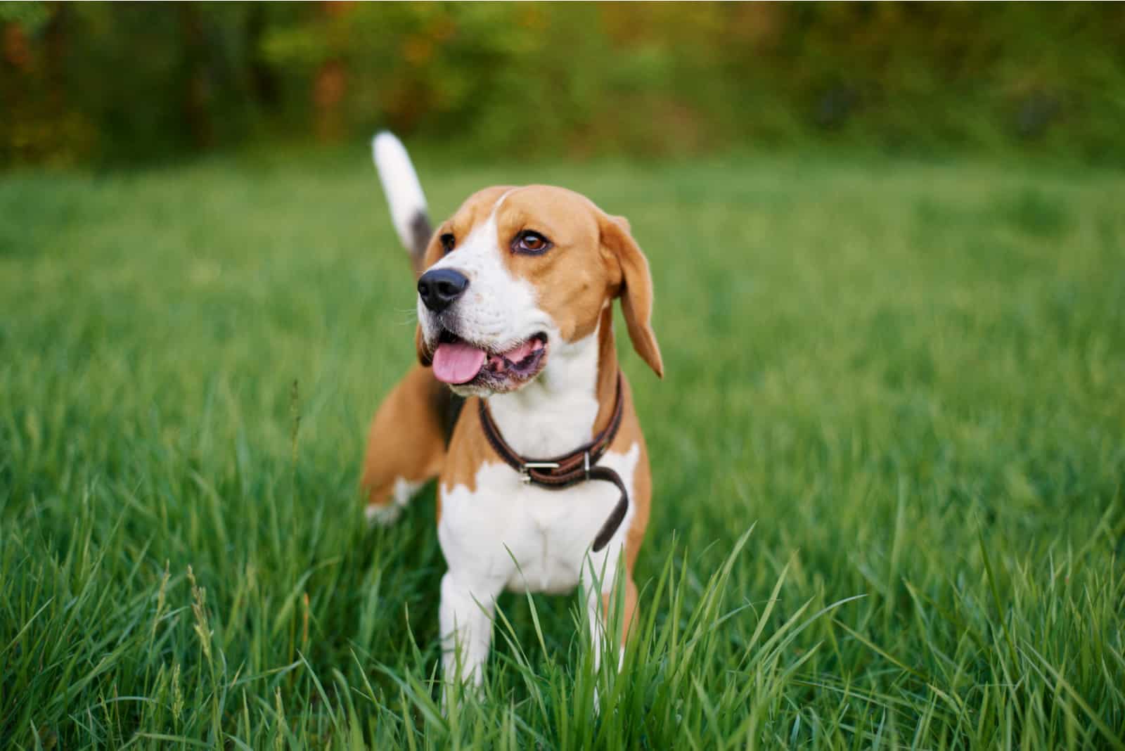beagle de pie en la hierba con la lengua fuera