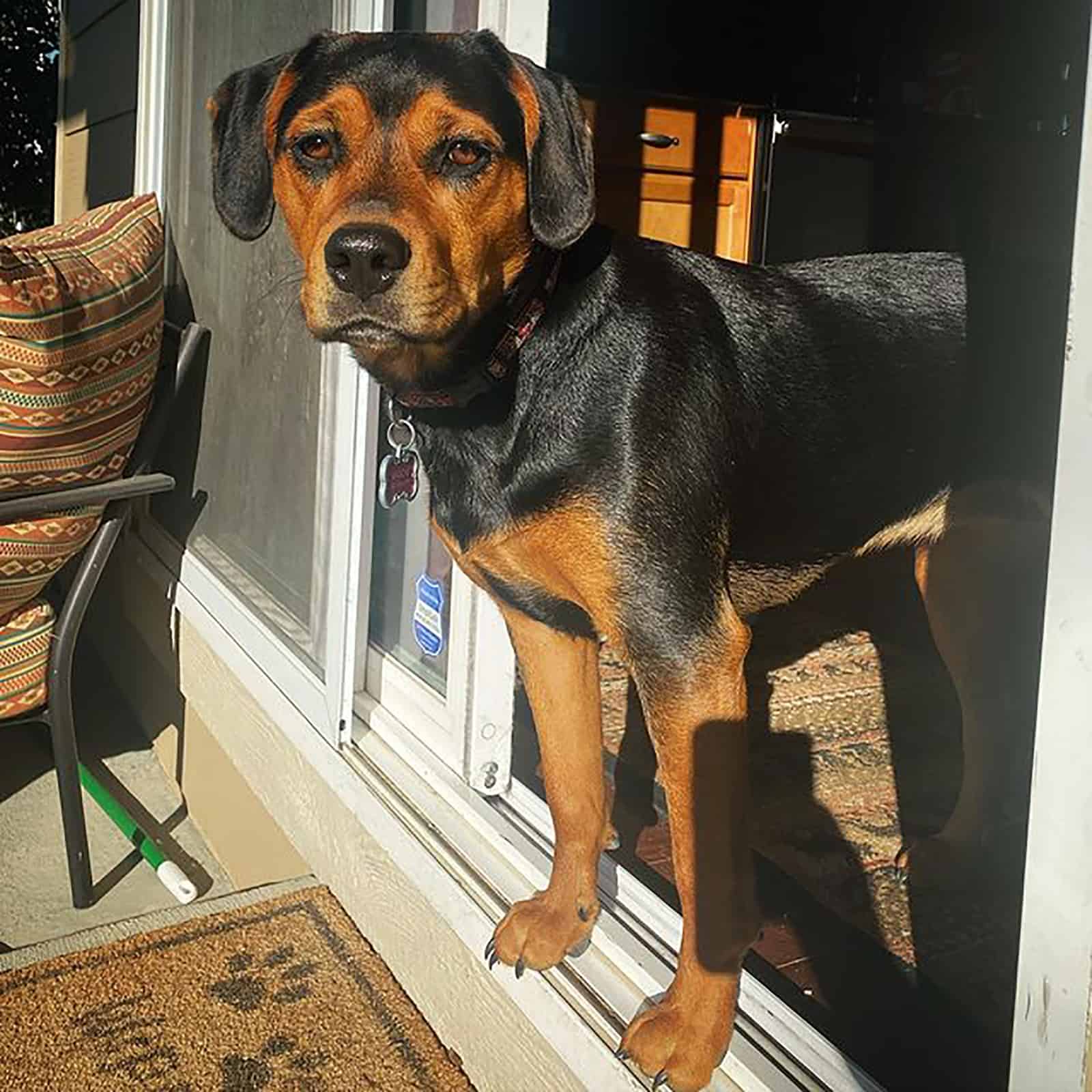 beagweiler perro de pie en las puertas