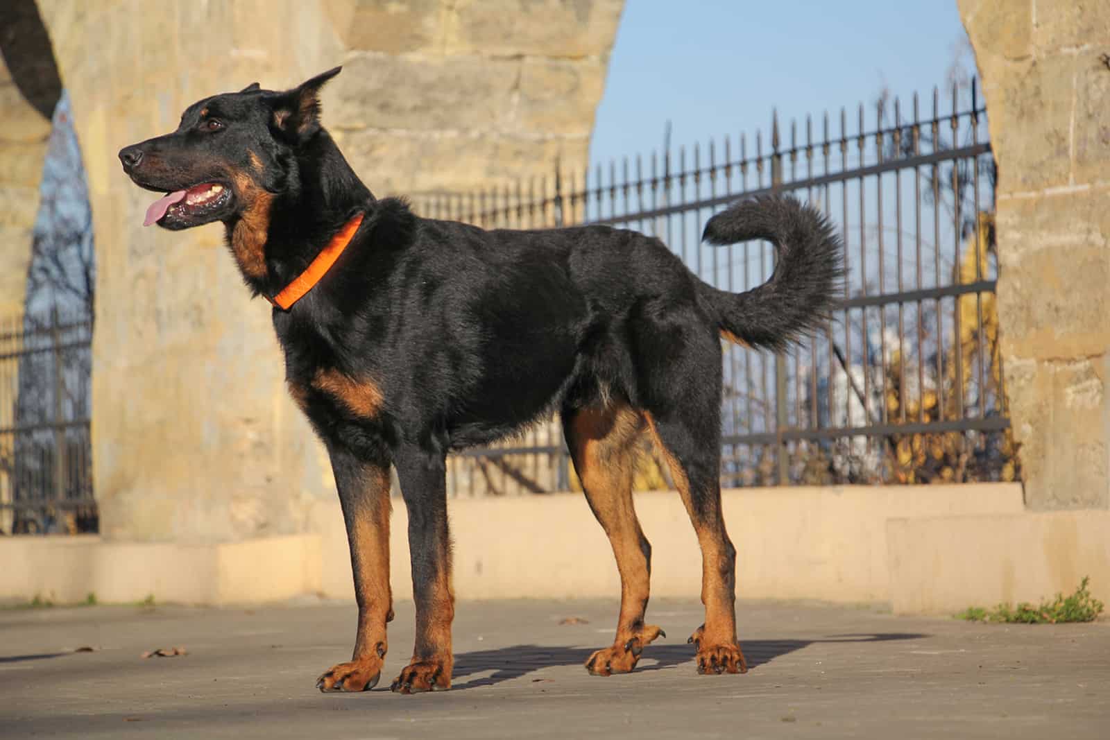 Perro beauceron de pie cerca de la puerta