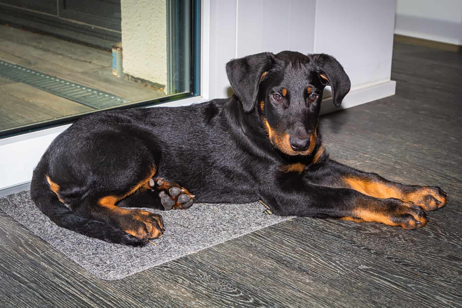 cachorro beauceron acostado en el suelo