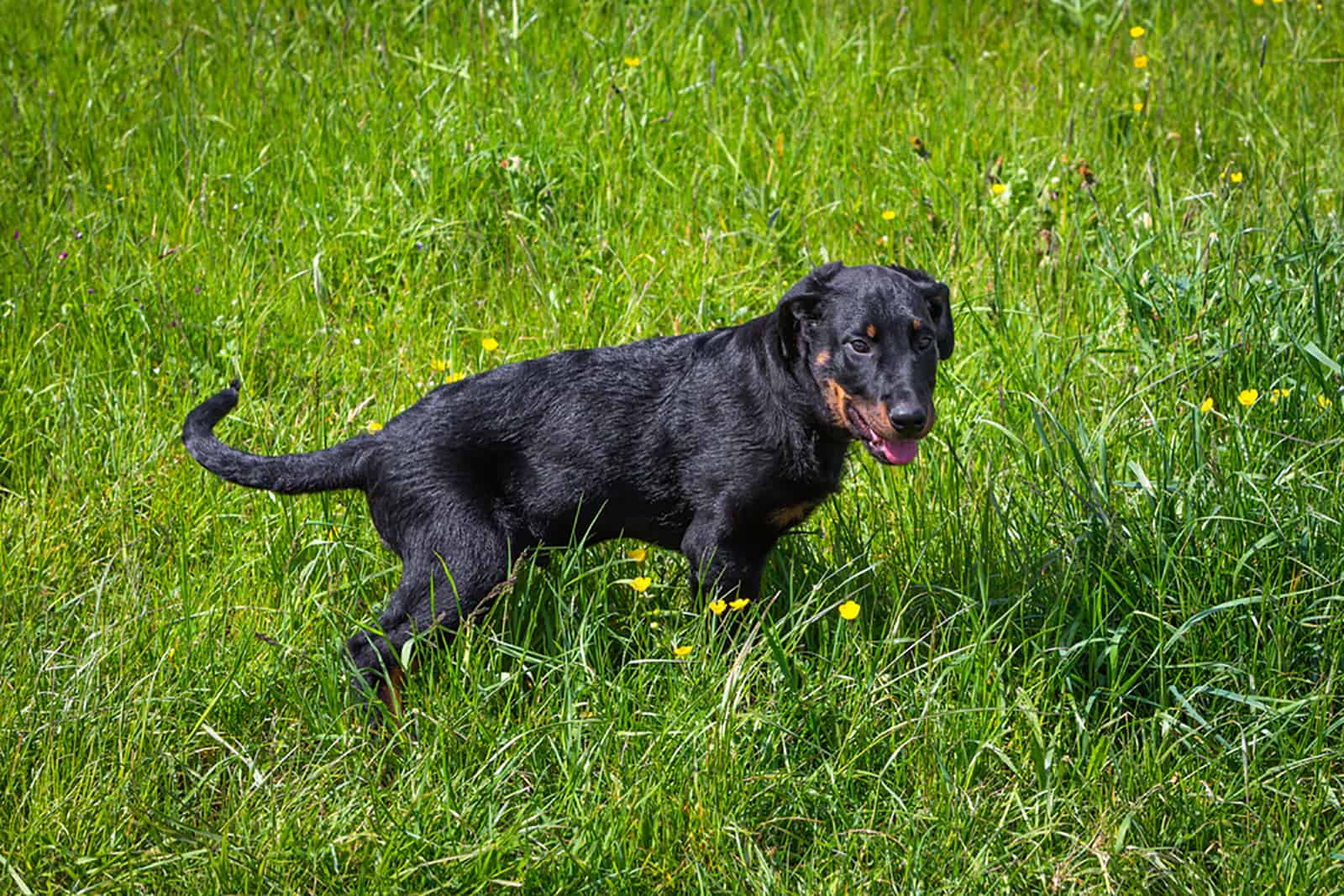 cachorro beauceron jugando en un prado