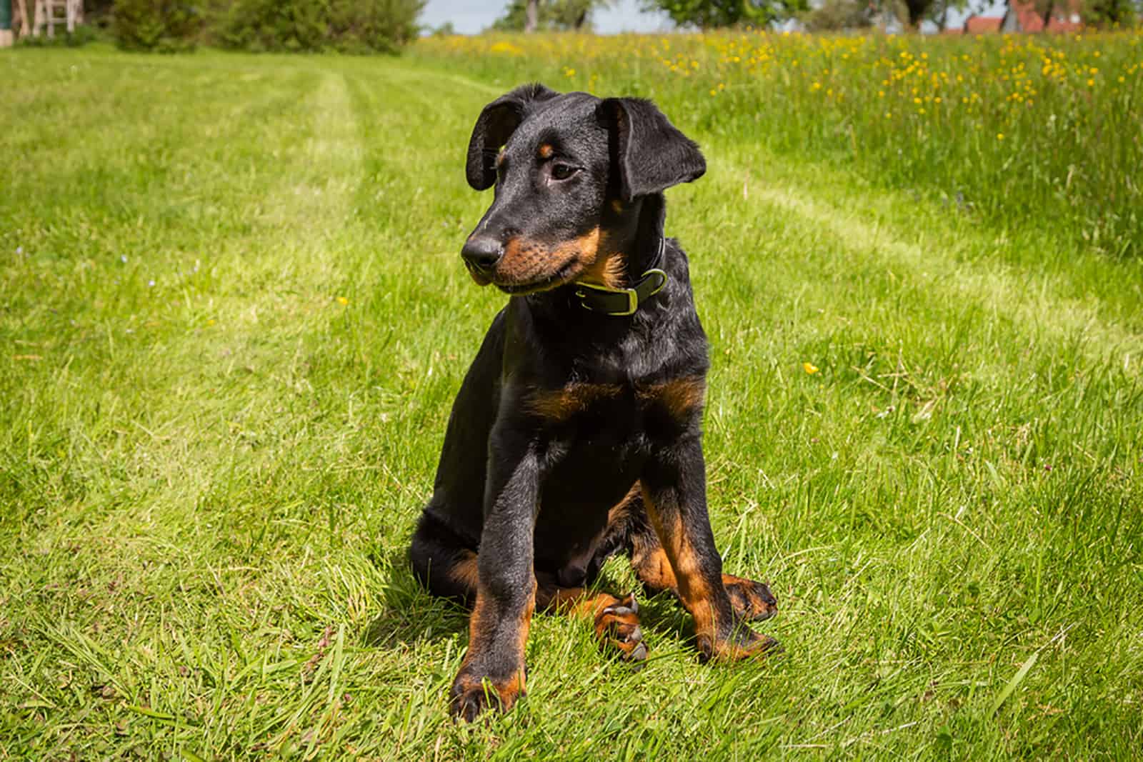 cachorro beauceron sentado en el césped en el parque