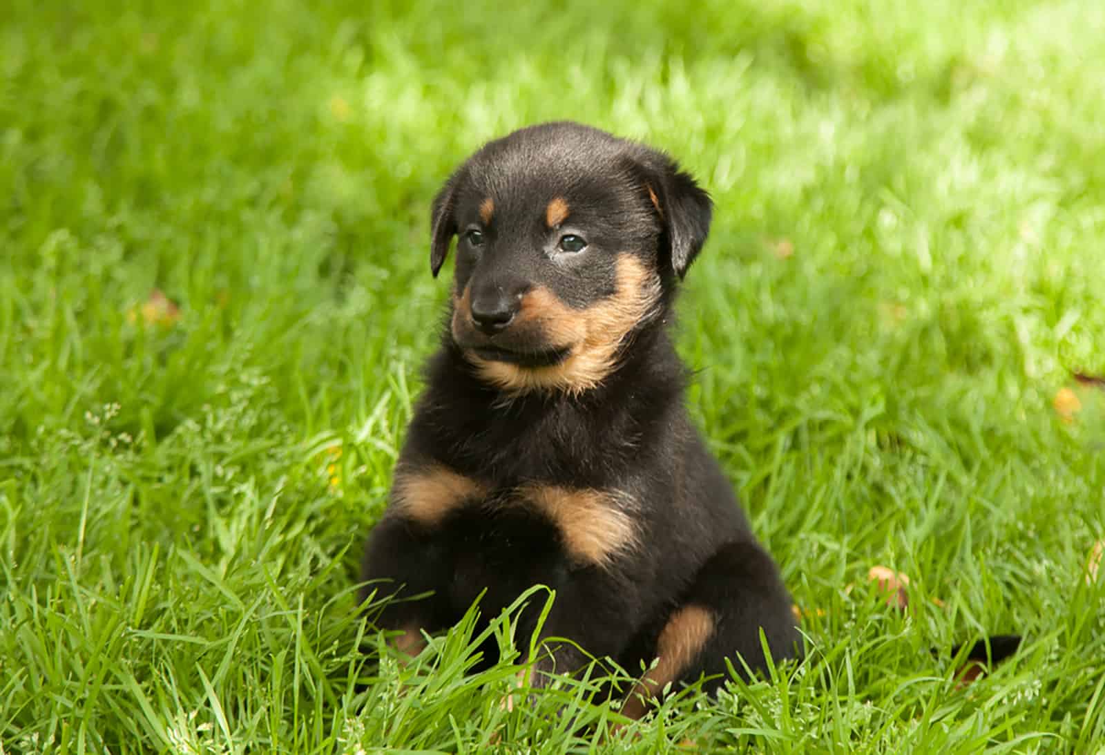 cachorro beauceron sentado en el césped