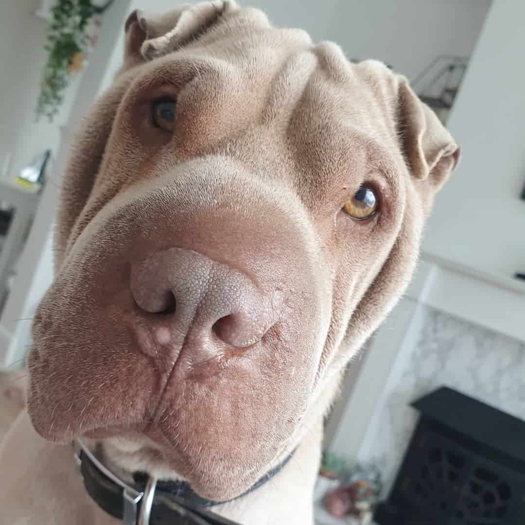 hermoso Shar-Pei Dilución