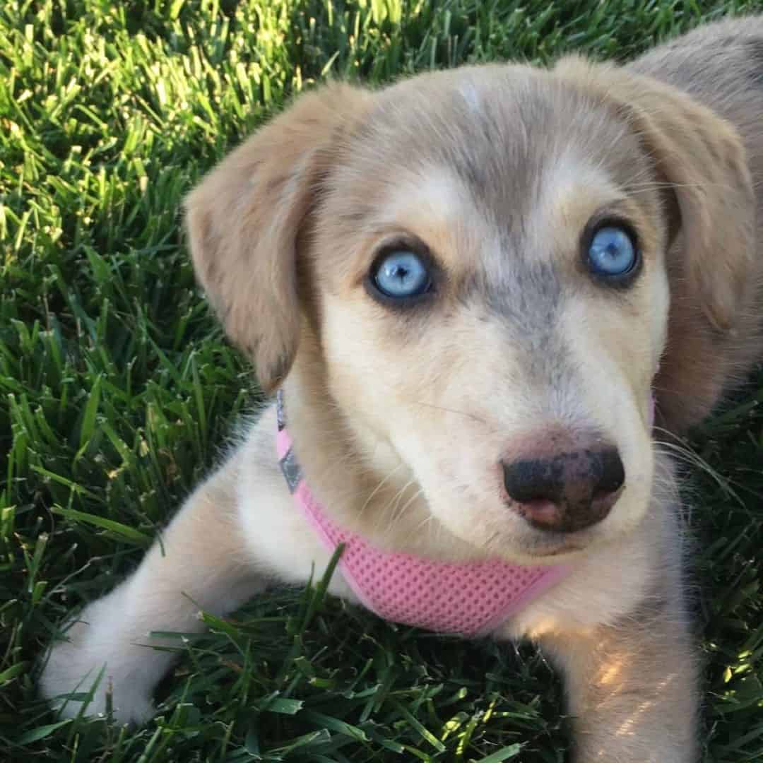 hermoso Dusky mira a la cámara