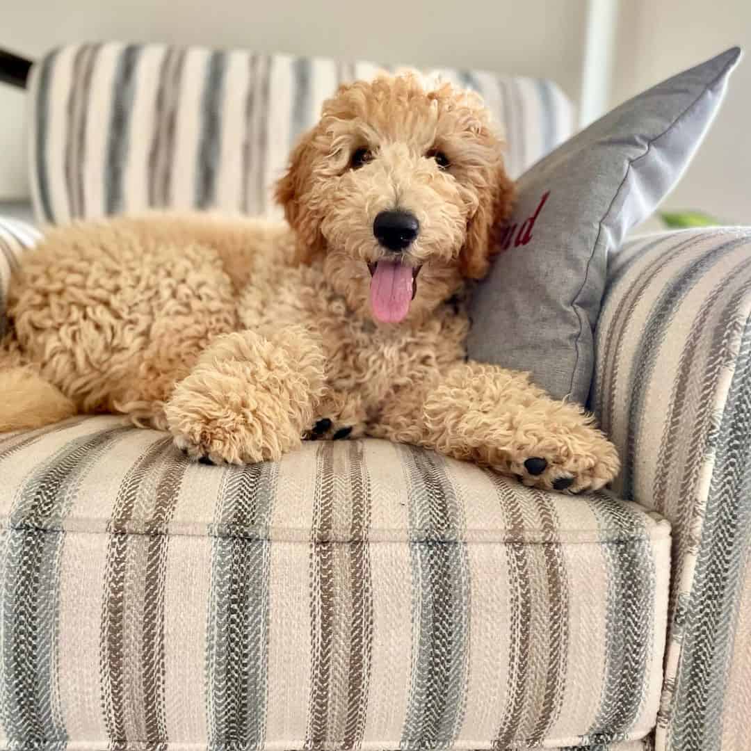 hermoso perro F1B Labradoodle