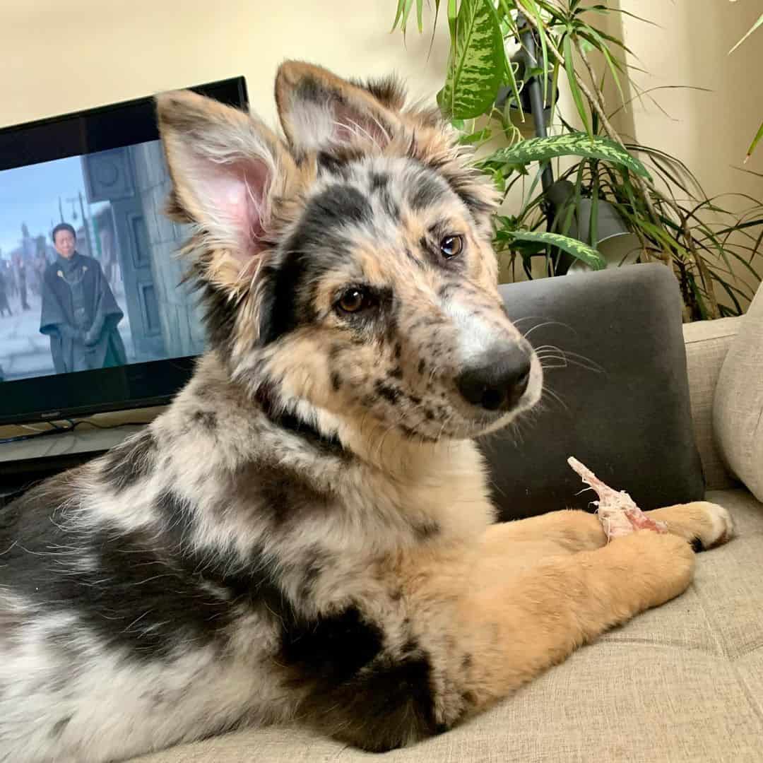 Hermoso perro mezcla de Pastor Alemán y Border Collie