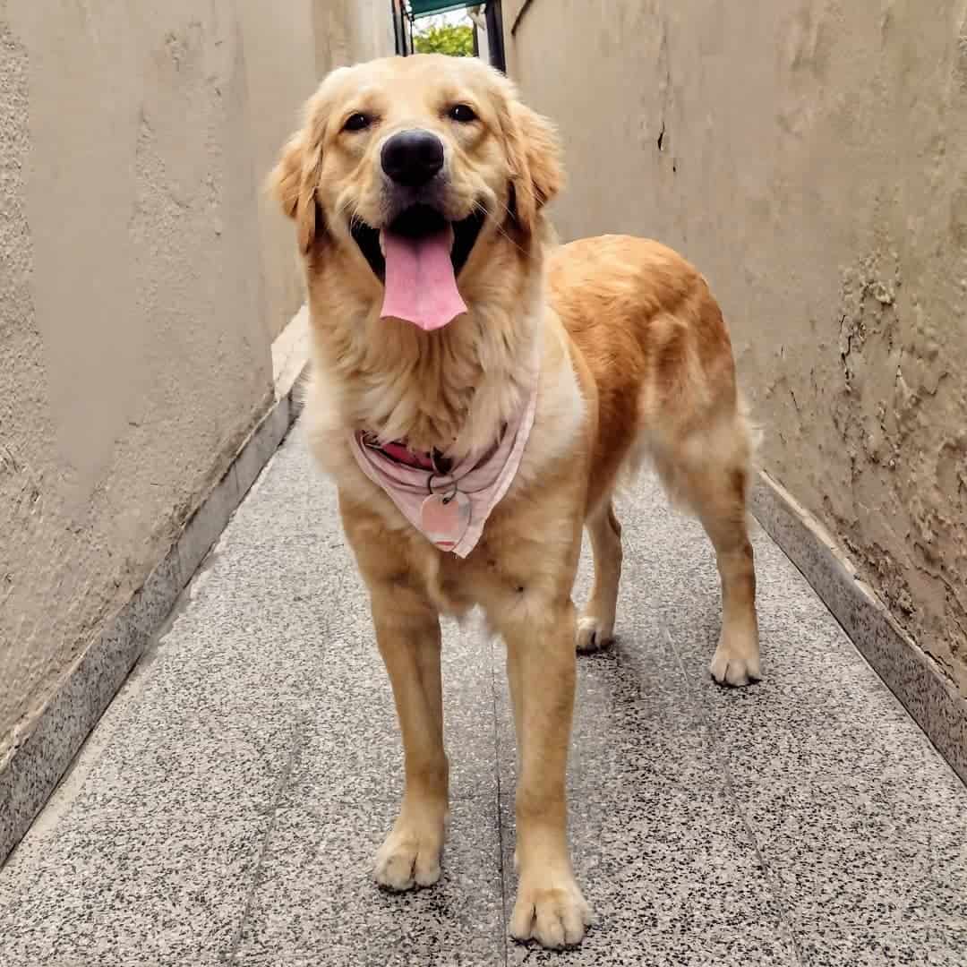 hermoso Golden Retriever al aire libre