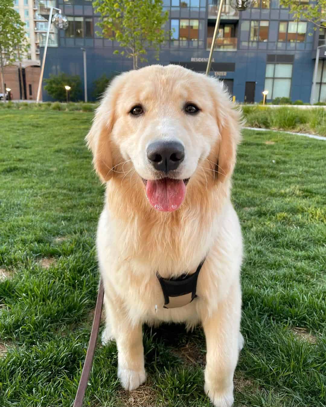 hermoso golden retriever de pie al aire libre
