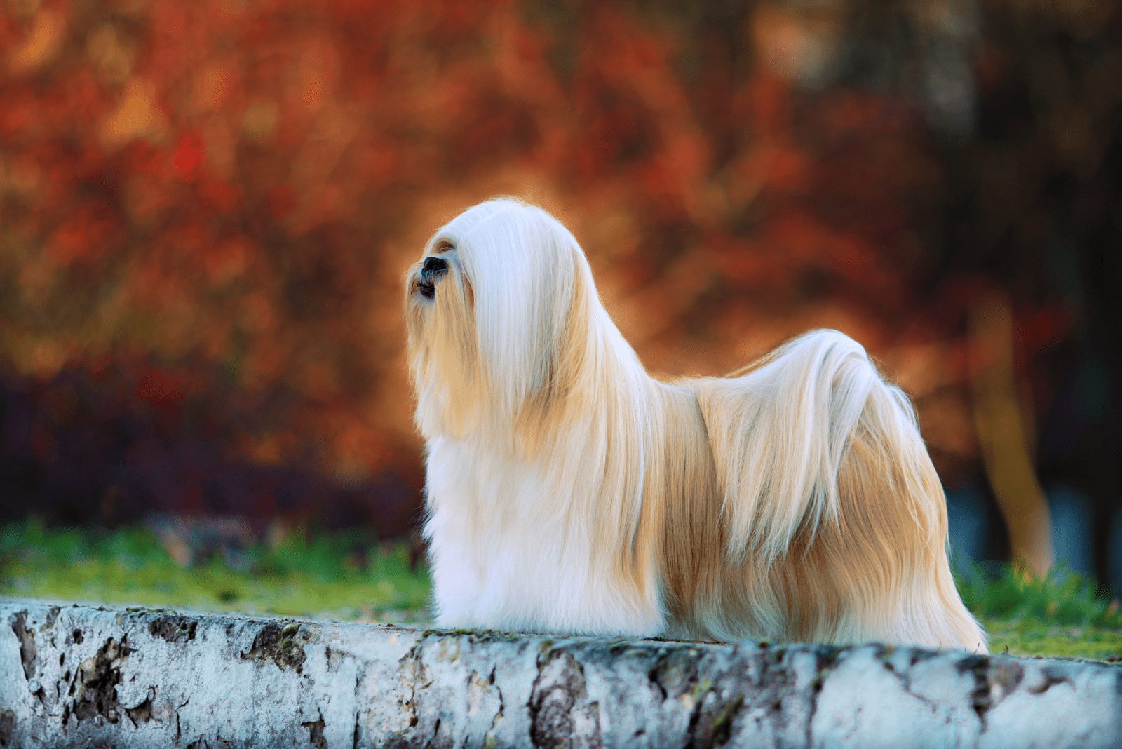 hermosos Lhasa Apsos con pelo largo