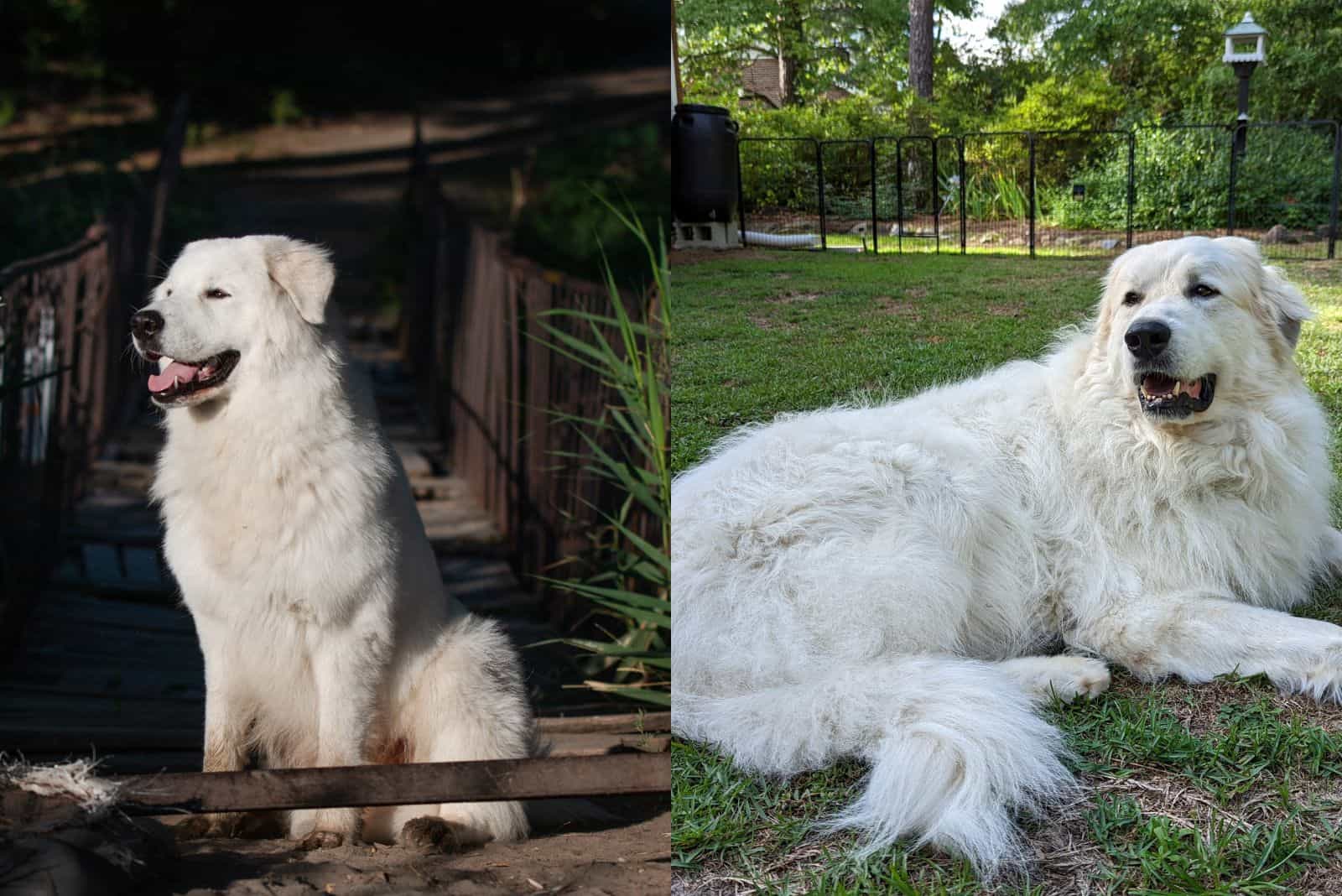 hermoso Perro de Pastoreo Maremmano y Gran Pirineo