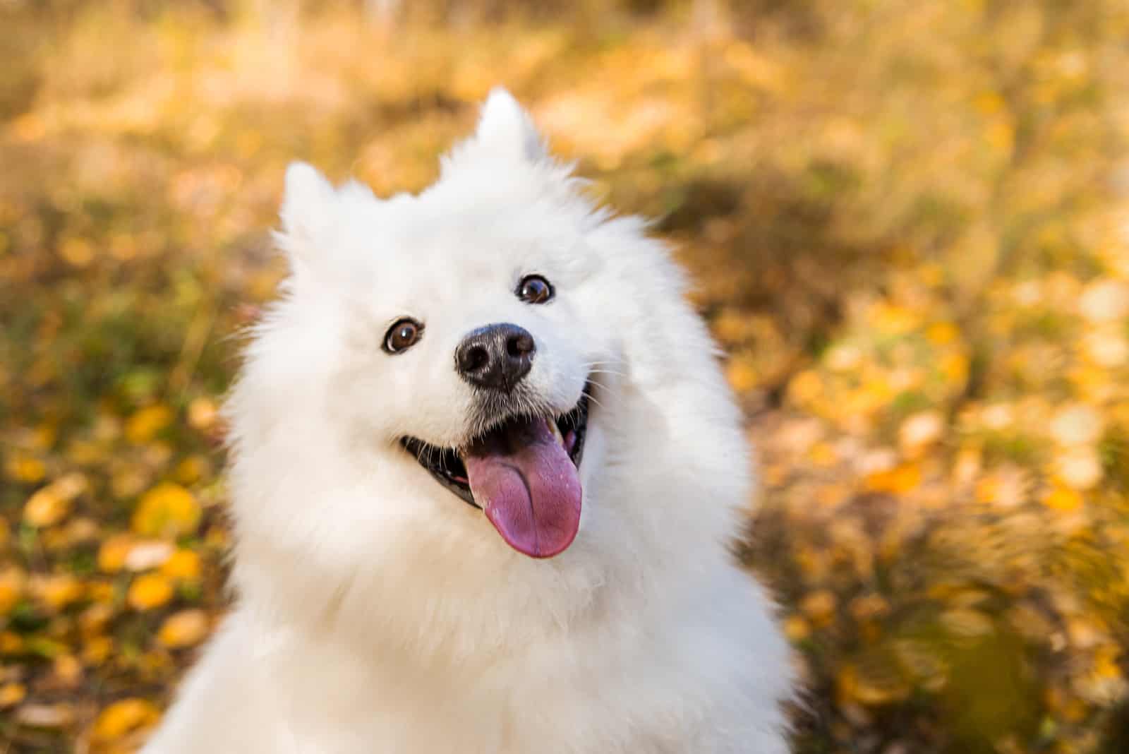hermoso Perro Samoyedo al aire libre