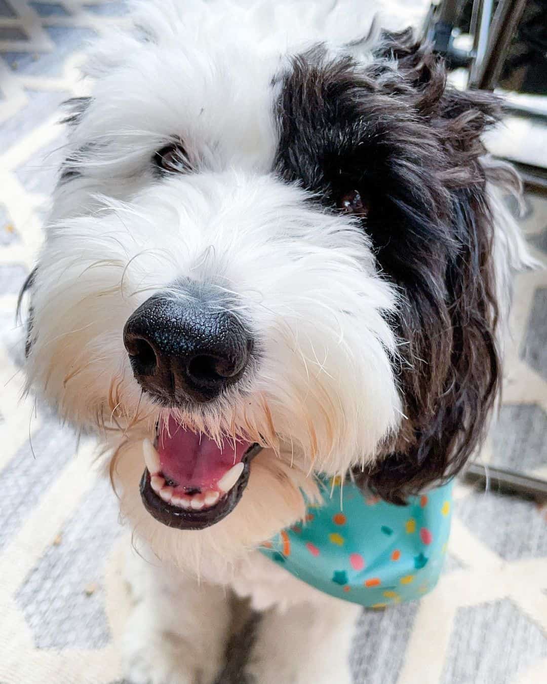 Hermoso perro Sheepadoodle